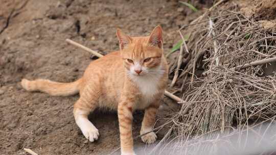 野猫