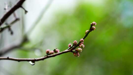 春天雨水中的梅花花蕾视频素材模板下载