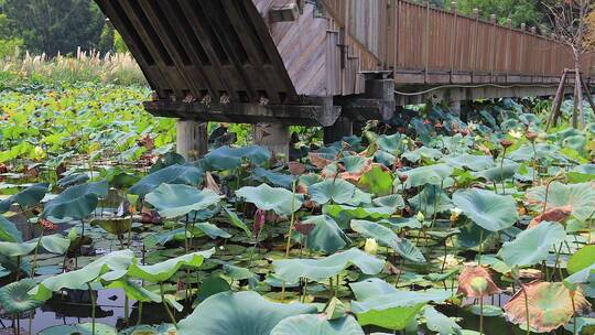 城市湿地公园里的荷塘木制栈桥视频素材模板下载