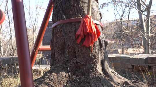 树 一级保护 景点 600年历史 古树 沧桑