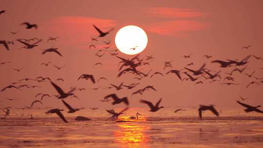 日落时水面上的海鸥