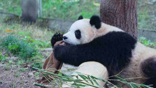 大熊猫抢食物视频合集