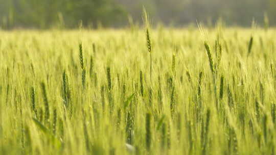乡村田野绿色小麦穗麦芒粮食