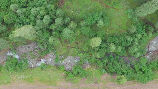 航拍夏季新疆恰西森林公园风景