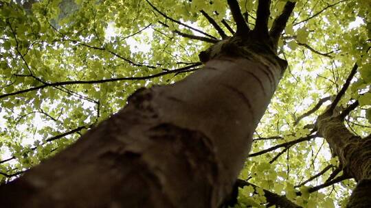 高清实拍大树