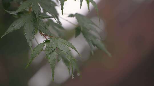 雨中树叶