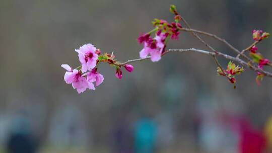 春天樱花