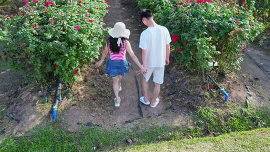 海南三亚博后村玫瑰谷在玫瑰花田的情侣旅客视频素材模板下载