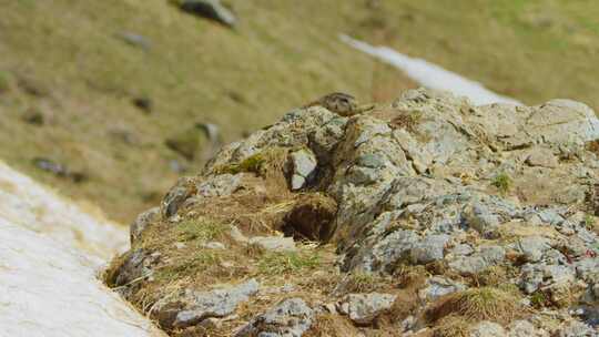 一只土拨鼠从岩石后面出现视频素材模板下载