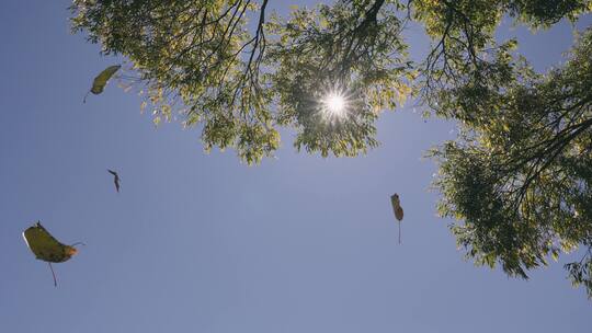 秋天森林中天空飘下的落叶细节合集