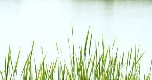 初夏雨天湖边菖蒲叶子唯美空镜