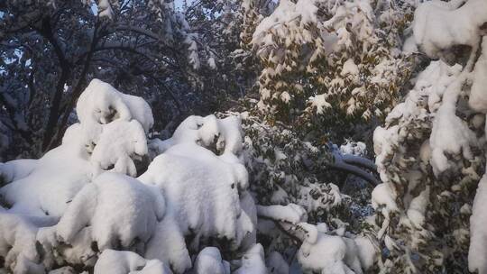 实拍冬天暴雪树枝树叶雪景视频素材模板下载