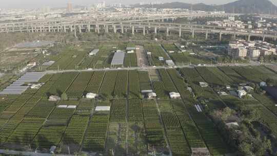 中国广东省广州市番禺区都那村年橘花场