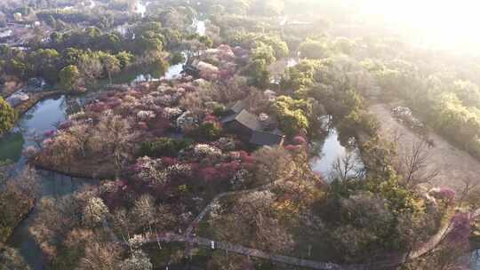 杭州西溪湿地曲水寻梅 春天江南梅花航拍