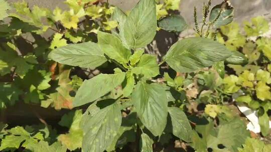 绿色野菜植物