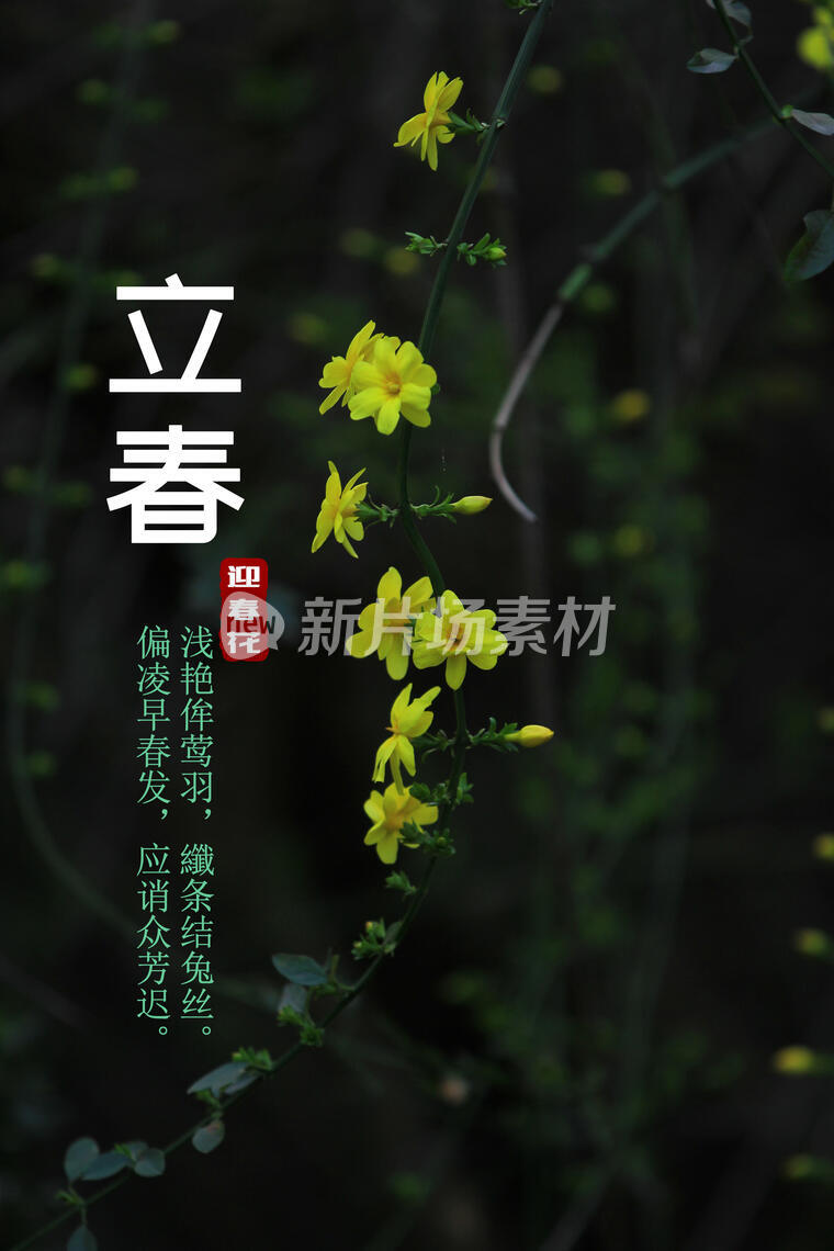 二十四节气，立春，迎春花