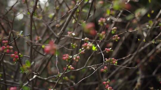 日本山茶花盛开