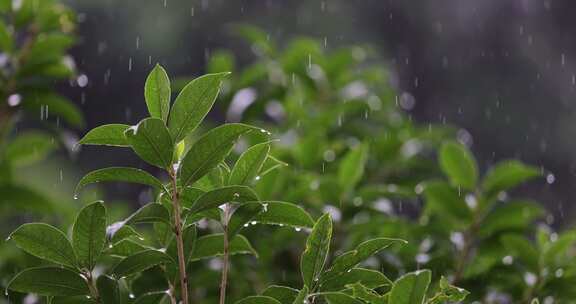 雨水落在绿叶上4k唯美升格慢镜 桂花树