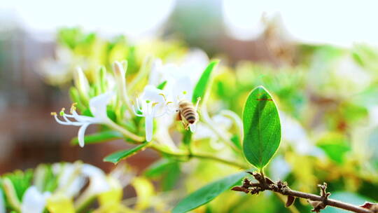近距离特写蜜蜂采蜜慢镜头
