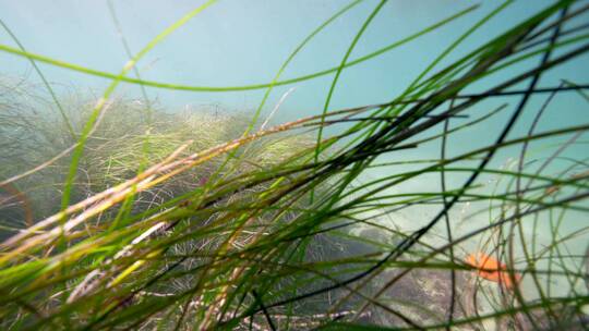 海底海草鱼类海洋生物