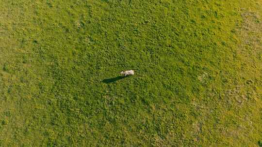 Top Shot， Cow，Velann