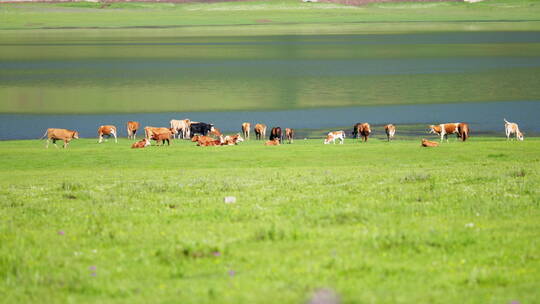 湖边草地上的牛羊群