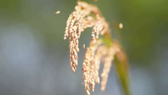 稻子 稻穗