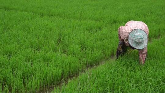 一个农民在稻田里干活