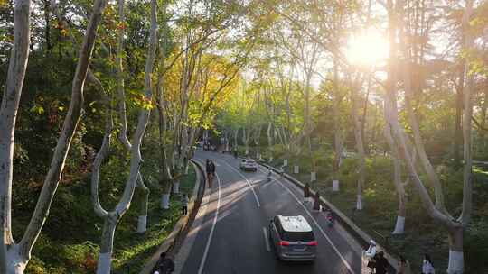 南京秋天 梧桐大道 陵园路