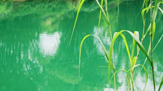 河畔植物空镜