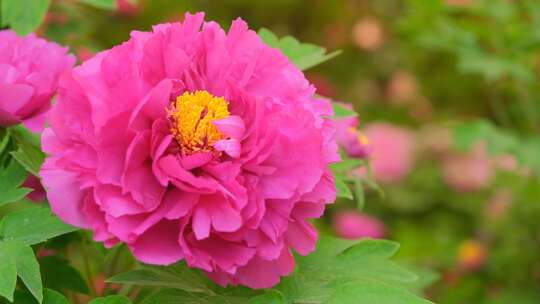 洛阳牡丹文化节王城公园盛开的牡丹花