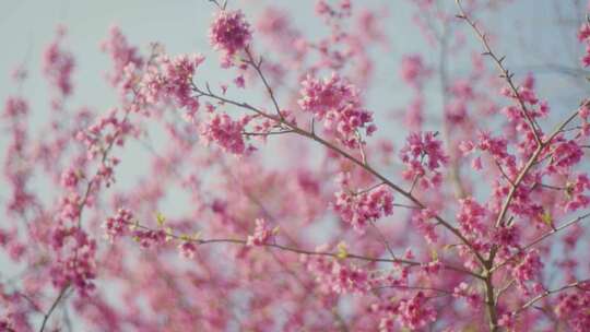 粉色樱花盛开 花朵绽放 高清横屏素材 唯美