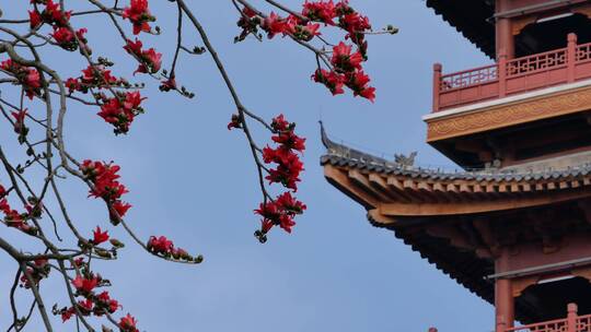 春风中摇曳的木棉花和古建筑