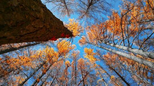唯美秋天森林针叶林自然风景秋色