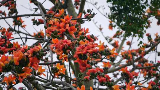 盛开的木棉花特写