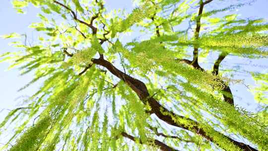 春天柳树垂柳生长绿色发芽仰视逆光特写