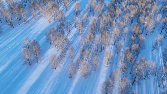 航拍蓝色雪原小树林暮色