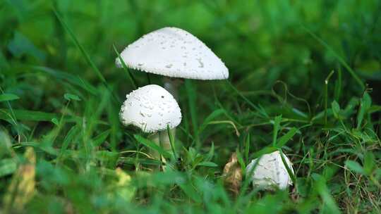 白色蘑菇菌类实拍视频