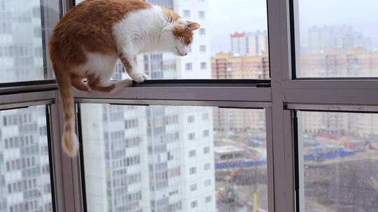猫在敞开的阳台上跳跃