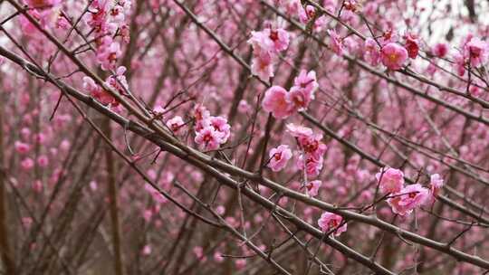 红色的梅花