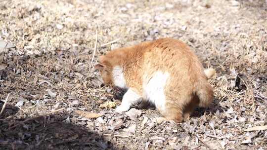 猫咪 小猫 猫 橘猫 动物