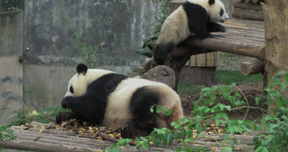 熊猫妈妈在吃竹笋宝宝在玩耍可爱萌萌哒动物