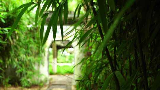 江南园林竹林竹子禅意空镜和沉浸式氛围