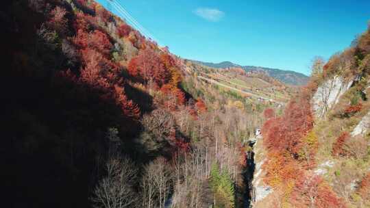 克拉姆湖，峡谷，森林，树叶