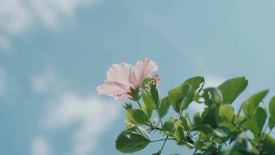 小红花 花朵 大自然 芙蓉花