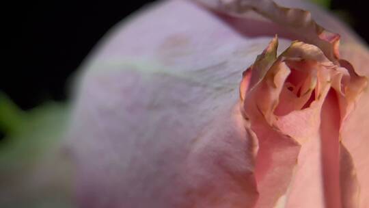 花苞玫瑰花蕾520鲜花 (1)视频素材模板下载