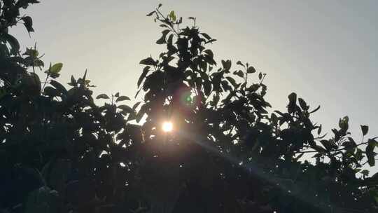 太阳光透过树叶风吹树叶光芒穿过树丛叶子视频素材模板下载