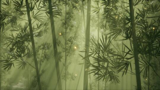 亚洲竹林与晨雾天气视频素材模板下载