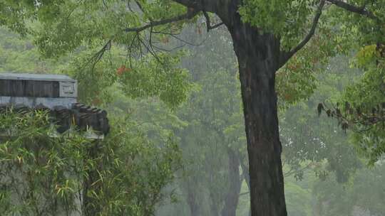 雨天雨水雨景树叶雨滴