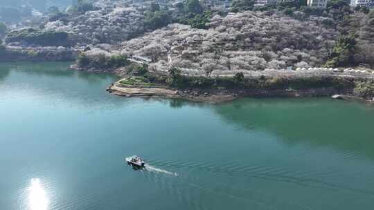 中国广东省广州市从化区广州流溪梅花节